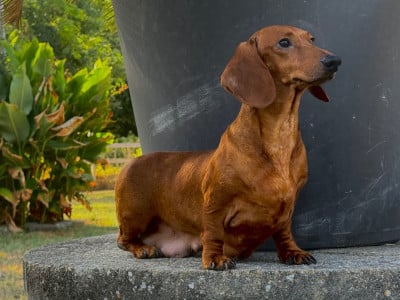Étalon Teckel poil ras - Vanina De Chez Dame Céline