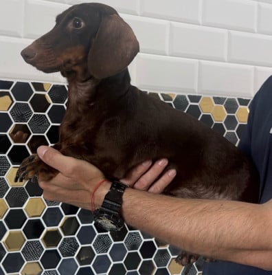 Étalon Teckel poil ras - Gabéric's Victoria