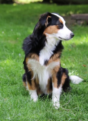 Étalon Berger Américain Miniature - Sunshine Matata des Dunes