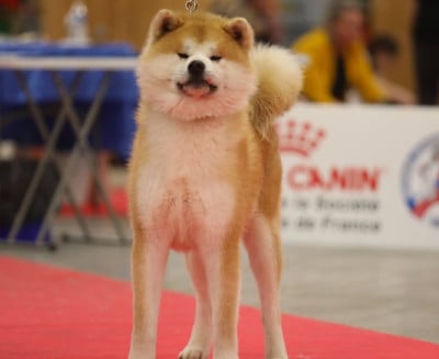 Étalon Akita - Sayan Of Kaerizaki