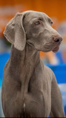 Étalon Braque de Weimar - D Argento Love Piña Colada For Magic Shades Of Gray