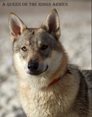 Étalon Chien-loup tchecoslovaque - QUEEN ON THE RINGS ARWEN (Sans Affixe)