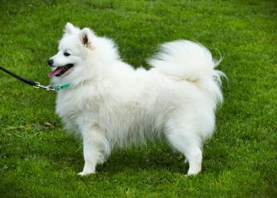 Étalon Spitz japonais - Vanilla Bean de la Pommeraie des Loups