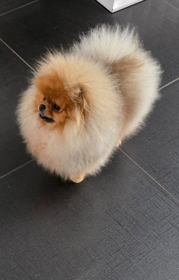 Étalon Spitz allemand - Angele Du Marquis De La Vaunage