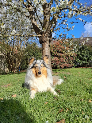 Étalon Shetland Sheepdog - UKA BLEUE du Cèdre Enchanté