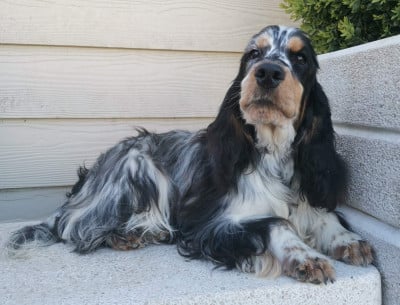Étalon Cocker Spaniel Anglais - ALZANE Des Adrilines d'Opale