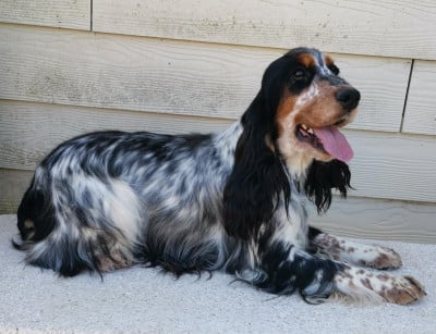 Étalon Cocker Spaniel Anglais - .VESPA Des Adrilines d'Opale