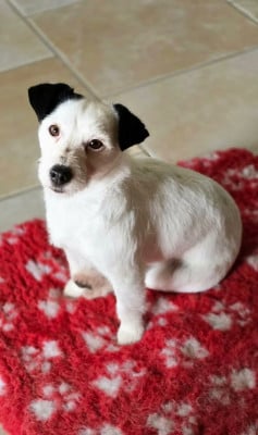 Étalon Jack Russell Terrier - UTAH Du Haut Atlas