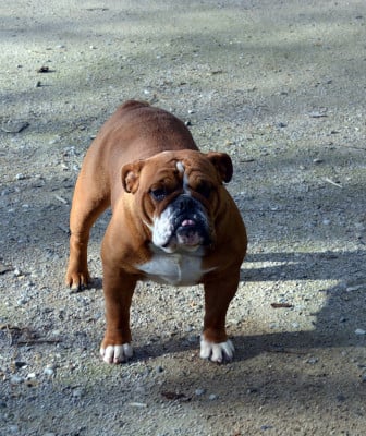 Étalon Bulldog Anglais - United Forever Kelly De kalinka des roches blanches