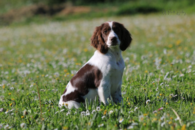 Étalon Epagneul Français - Bailey Of Falnette History