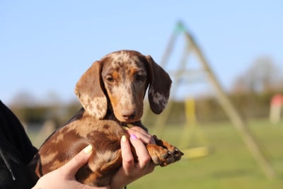 Étalon Teckel poil ras - Mael's Hunter Valerie