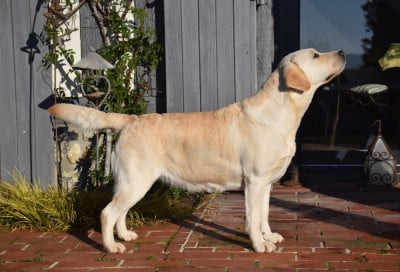 Étalon Labrador Retriever - CH. Urban Sea De L'Etang Balancet