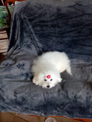 Étalon Coton de Tulear - Analamanga Cotton Smile Romalia