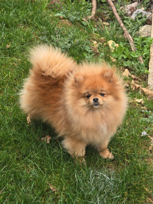 Étalon Spitz allemand - violette (Sans Affixe)