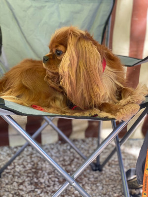 Étalon Cavalier King Charles Spaniel - Scarlett O'Hara Des Jardins De Noor