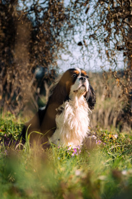Étalon Cavalier King Charles Spaniel - Umber du haut de la Girauderie