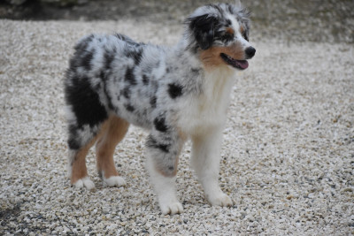 Étalon Berger Australien - A Sign From Ice For Shelby Of Black Pearl Spirit