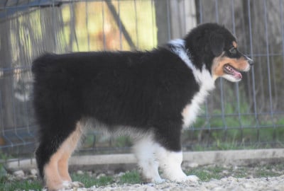 Étalon Berger Australien - A Message From Ice For Xéna Of Black Pearl Spirit