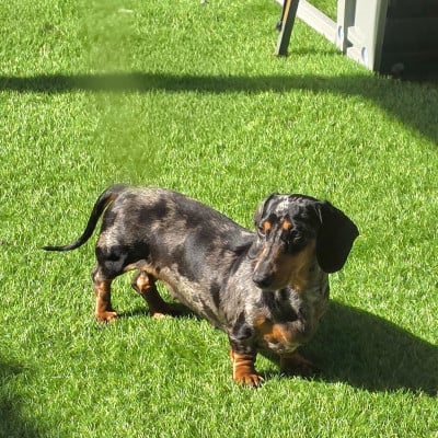 Étalon Teckel poil ras - Victory De Cassebertats