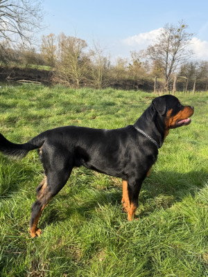 Étalon Rottweiler - Ades Des Blacks Pearls Addiction