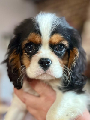 Étalon Cavalier King Charles Spaniel - aribo L'Elevage De Joi