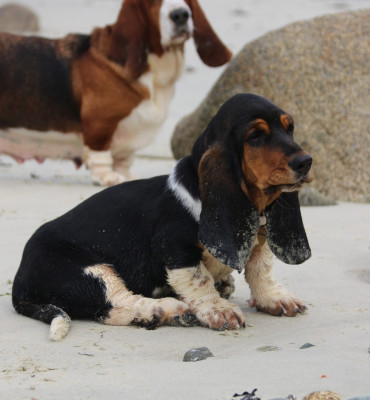 Étalon Basset Hound - Andréa Du Bois Des Bleizi