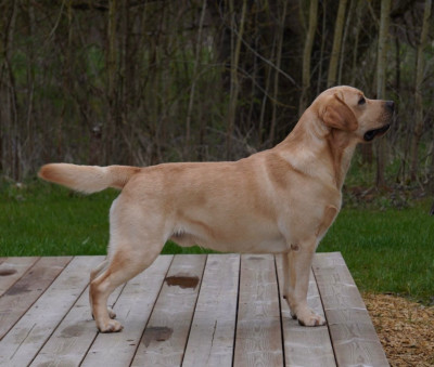 Étalon Labrador Retriever - Van Cleef De L'Etang Balancet
