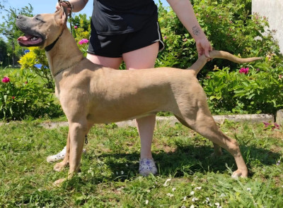 Étalon Cane Corso - tzigane du temple de jade