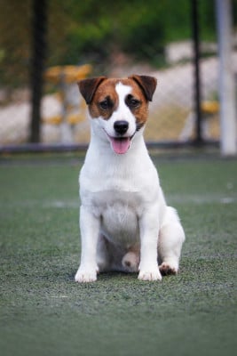 Étalon Jack Russell Terrier - CH. white almond D-jOG HIT