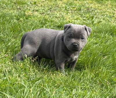 Étalon Staffordshire Bull Terrier - Arvernmolosse Blue Chanel
