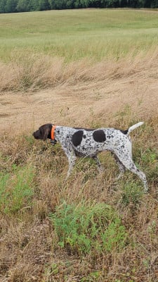 Étalon Braque allemand à poil court - ubis Du rays le dauphin