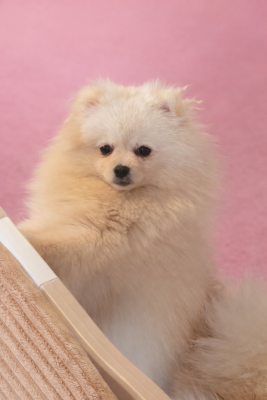 Étalon Spitz allemand - Chelsy amouage