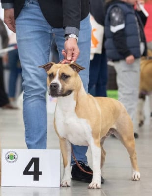 Étalon American Staffordshire Terrier - maison vannbert ushuaia
