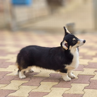 Étalon Welsh Corgi Pembroke - Aragone et Castille Du clos vauban
