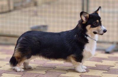 Étalon Welsh Corgi Pembroke - As des As Du clos vauban