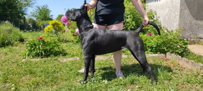 Étalon Cane Corso - Tempête du temple de jade