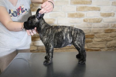 Étalon Cane Corso - Rio Des Anges Impériaux