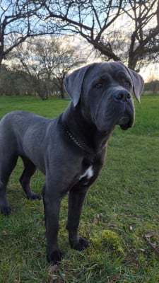 Étalon Cane Corso - Aslan Des Anges Impériaux