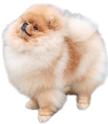 image de Your dream apollon