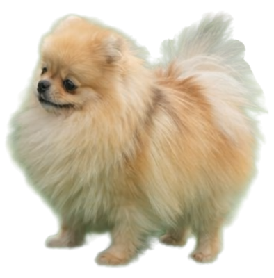 Étalon Spitz allemand - Salomiya imperial Amazonka