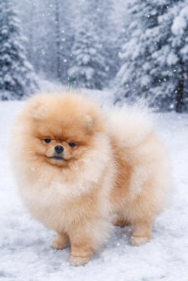 Étalon Spitz allemand - yanuar your dream apollon Apollon