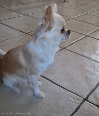 Étalon Chihuahua - VANINA Des Loves Didi