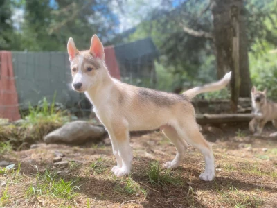 Étalon Siberian Husky - Ave Auguste Northern Instinct