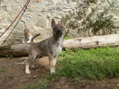 Étalon Siberian Husky - Ave Nyx Northern Instinct