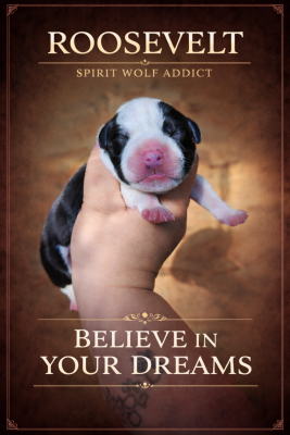 Étalon Staffordshire Bull Terrier - Believe in Your Dreams aka Roosevelt of Spirit Wolf Addict
