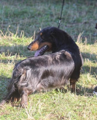 Étalon Teckel - Urs shifours de la croix du domaine du thuis