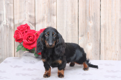 Étalon Teckel poil long - arizona Of Moonlight Blue