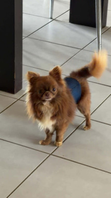 Étalon Chihuahua - Vuitton Les Anges De Sidonie