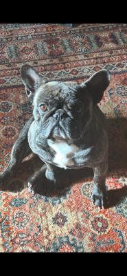 Étalon Bouledogue français - Tog Of The Tawny Pearls