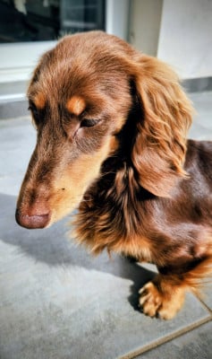 Étalon Teckel poil long - Littl Fut Boublik